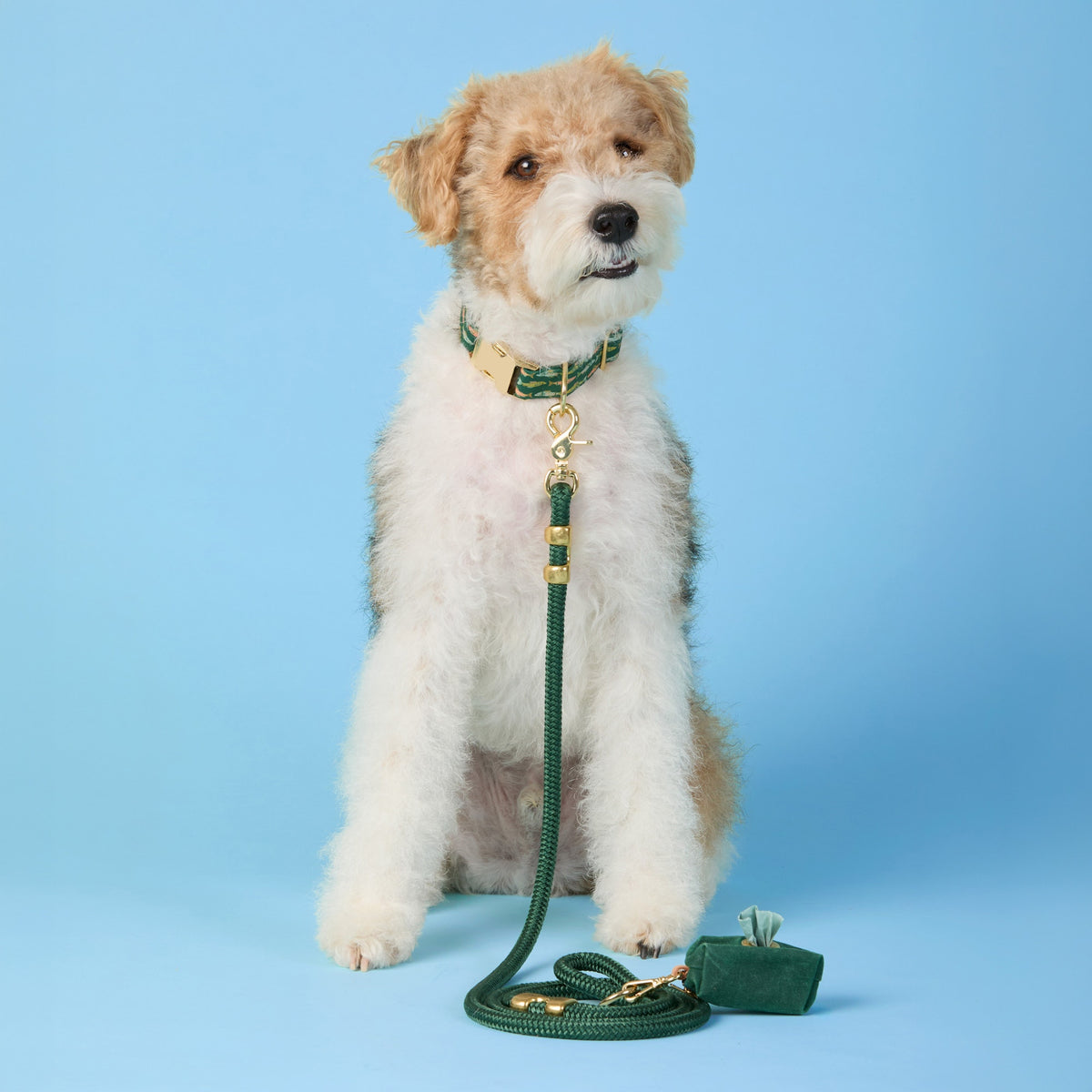 #Modeled by Sesame (27lbs) in a Medium collar and Standard leash