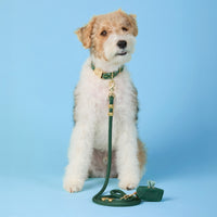 #Modeled by Sesame (27lbs) in a Medium collar and Standard leash