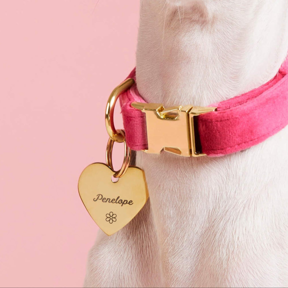 #Modeled by Daisy (10lbs) in a Large pet ID tag
