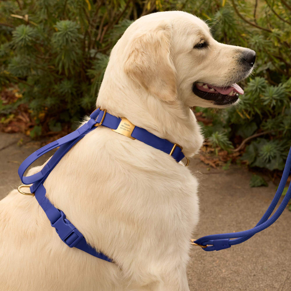 #Olive (65lbs) in a Large harness and Standard leash