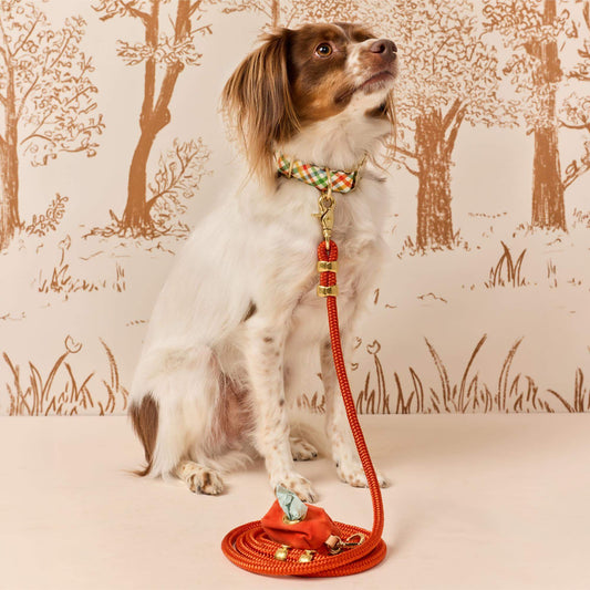 Harvest Gingham Collar Walk Set view 2