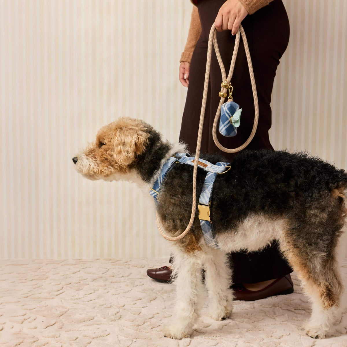 #Modeled by Sesame (27lbs) in a Medium harness and Standard leash