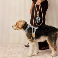 #Modeled by Sesame (27lbs) in a Medium harness and Standard leash