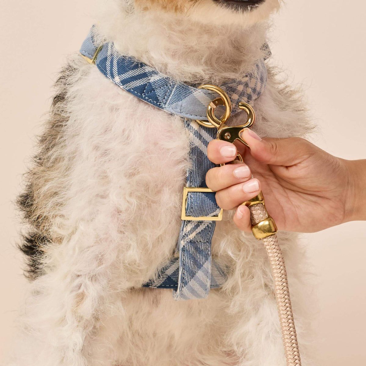 #Modeled by Sesame (27lbs) in a Medium harness and Standard leash