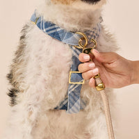 #Modeled by Sesame (27lbs) in a Medium harness and Standard leash
