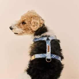 #Modeled by Sesame (27lbs) in Medium