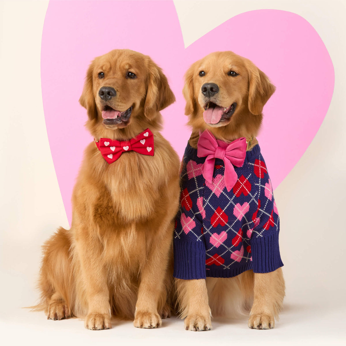 #Modeled by Riddle (55lbs) in a Large collar and Large lady bow
