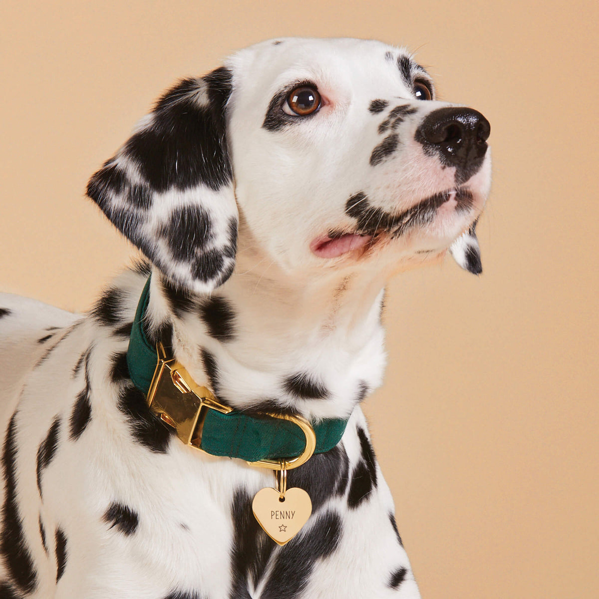 #Modeled by Dottie (40lbs) in a Large pet ID tag