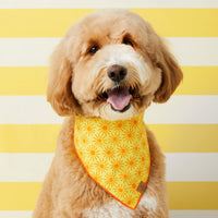 #Modeled by Olive (40lbs) in Medium 