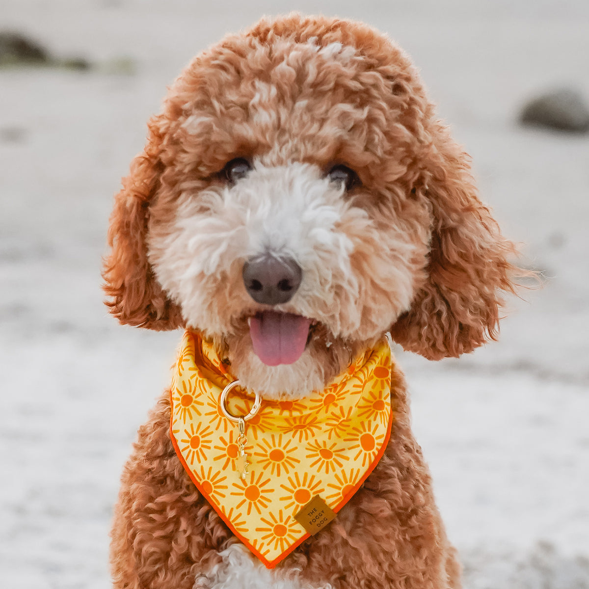 #Modeled by Hazel (40lbs) in Medium 