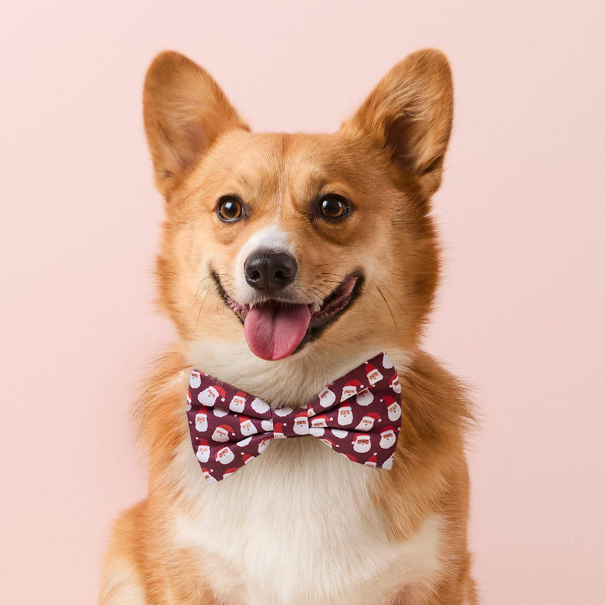 #Modeled by Foxy (20lbs) in a Large bow tie