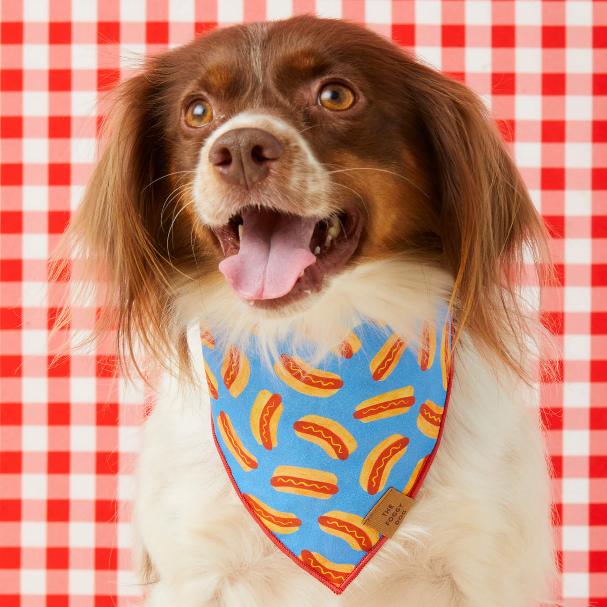 #Modeled by Ollie (20lbs) in Medium