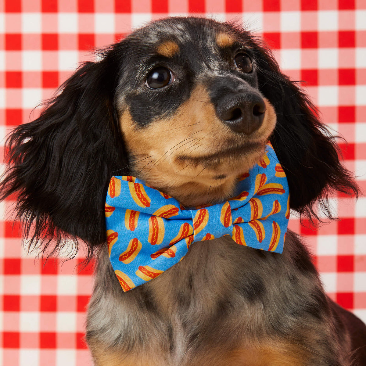 #Modeled by Frank (13lbs) in a Large bow tie