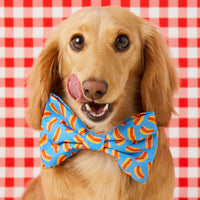 #Modeled by Charlie (10lbs) in a Large bow tie