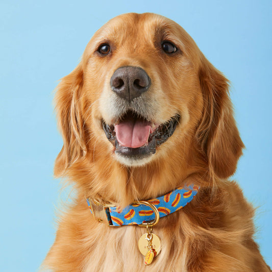 Hot Diggity Dog Collar view 2