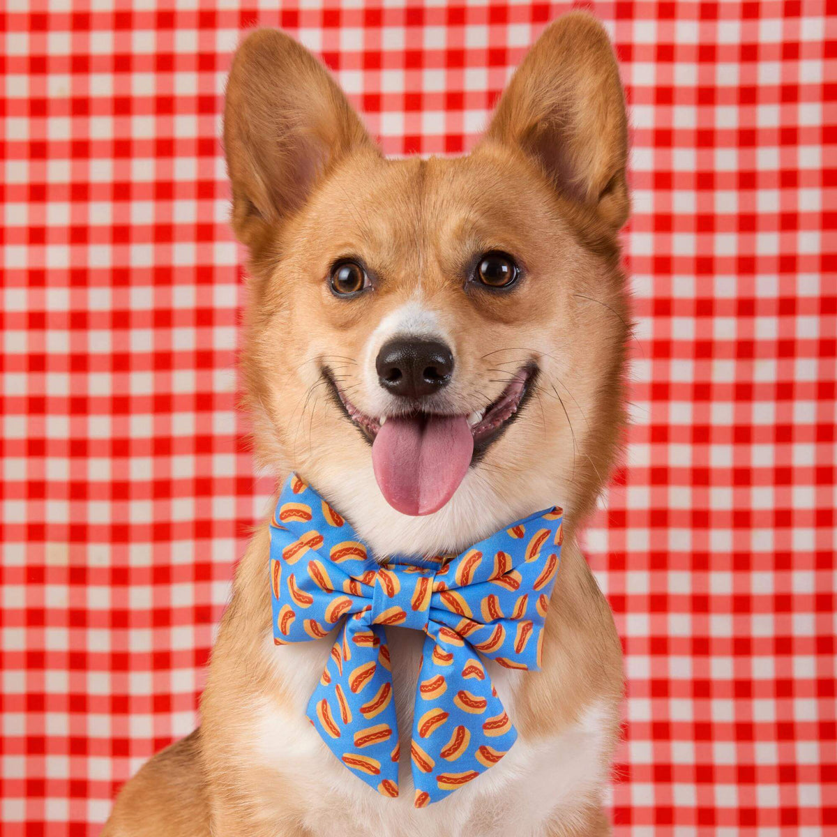 #Modeled by Foxy (20lbs) in a Medium collar and Large lady bow