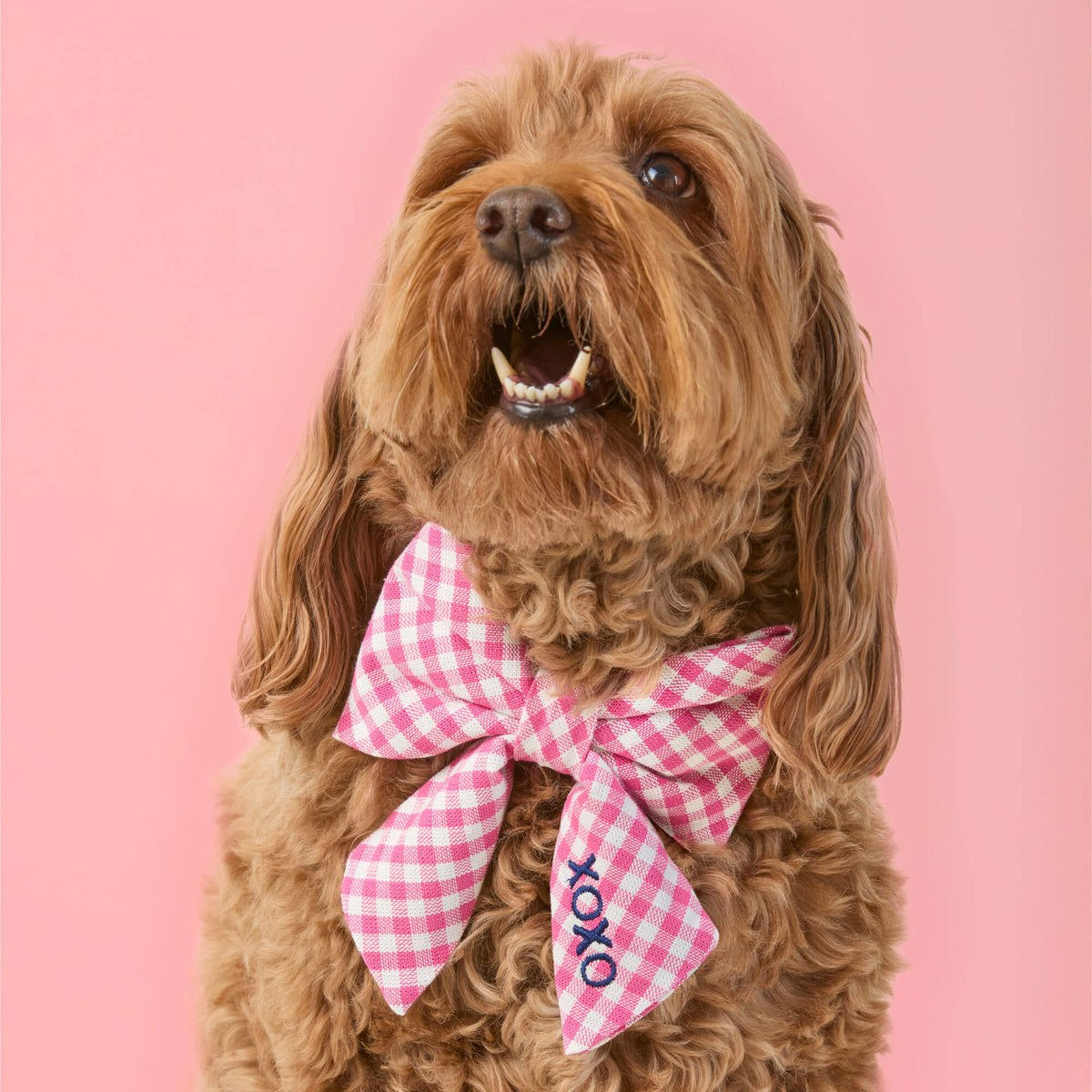#Modeled by Ruby (23lbs) in a Large lady bow