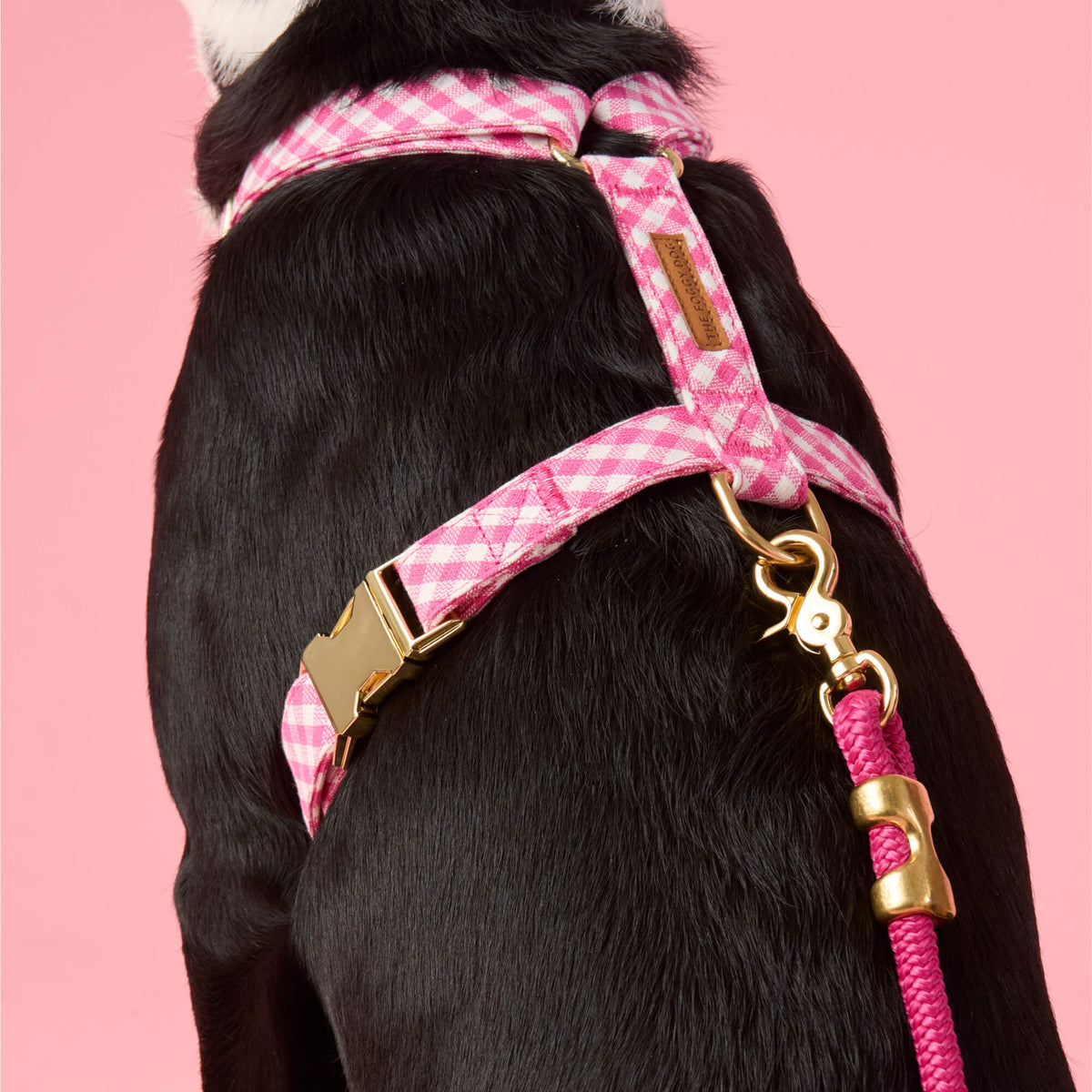 #Modeled by Leo (35lbs) in a Medium harness and Standard leash