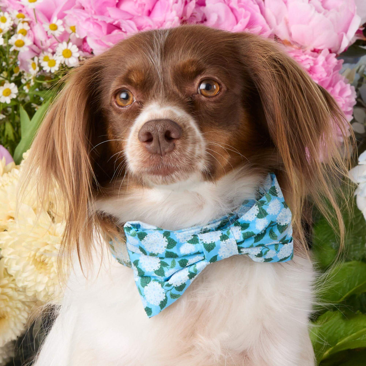 #Modeled by Ollie (20lbs) in a Large bow tie