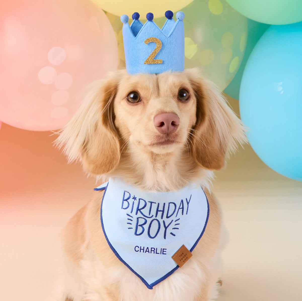 #Modeled by Finley (12lbs) in Small