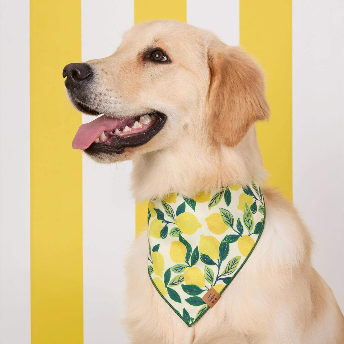 #Modeled by Genji (45lbs) in Large