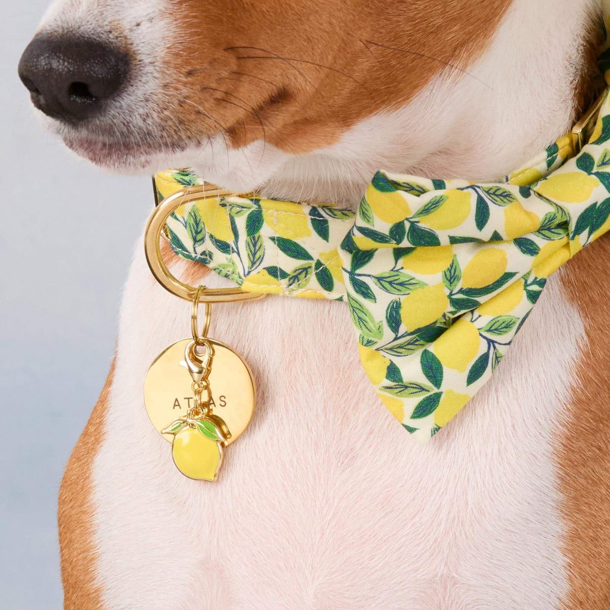 #Modeled by Ricky (27lbs) in a Medium collar and Large bow tie