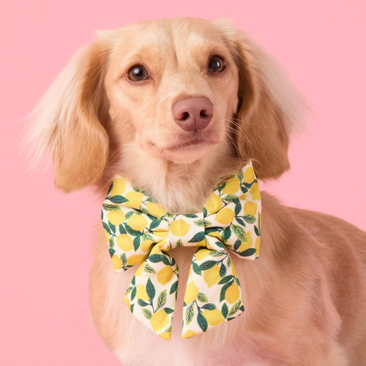 Lemon Zest Lady Dog Bow view 2