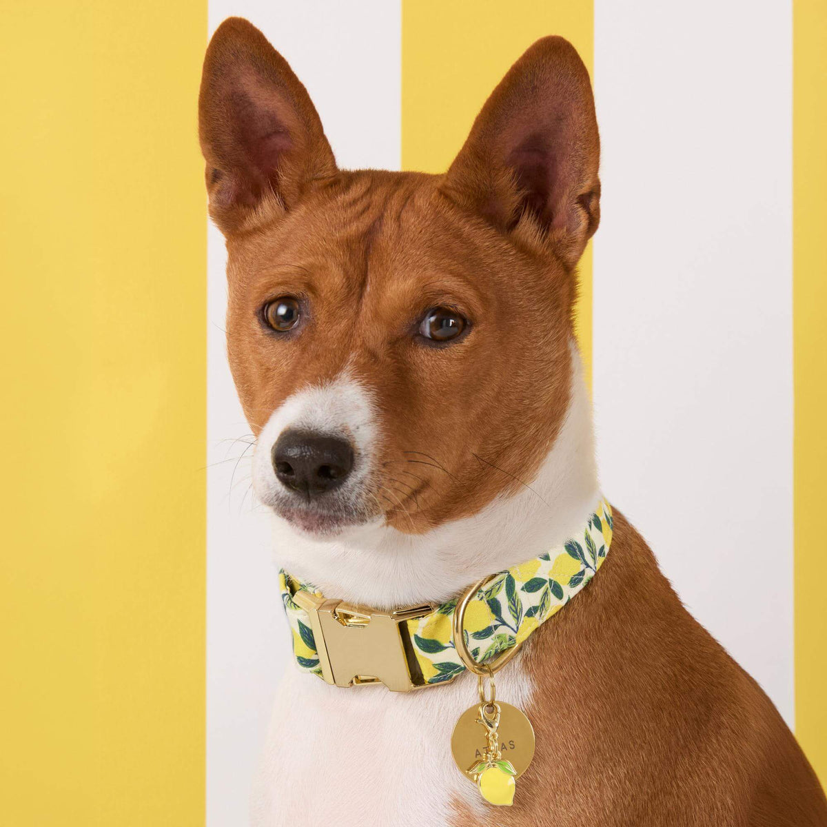 #Modeled by Ricky (27lbs) in Medium