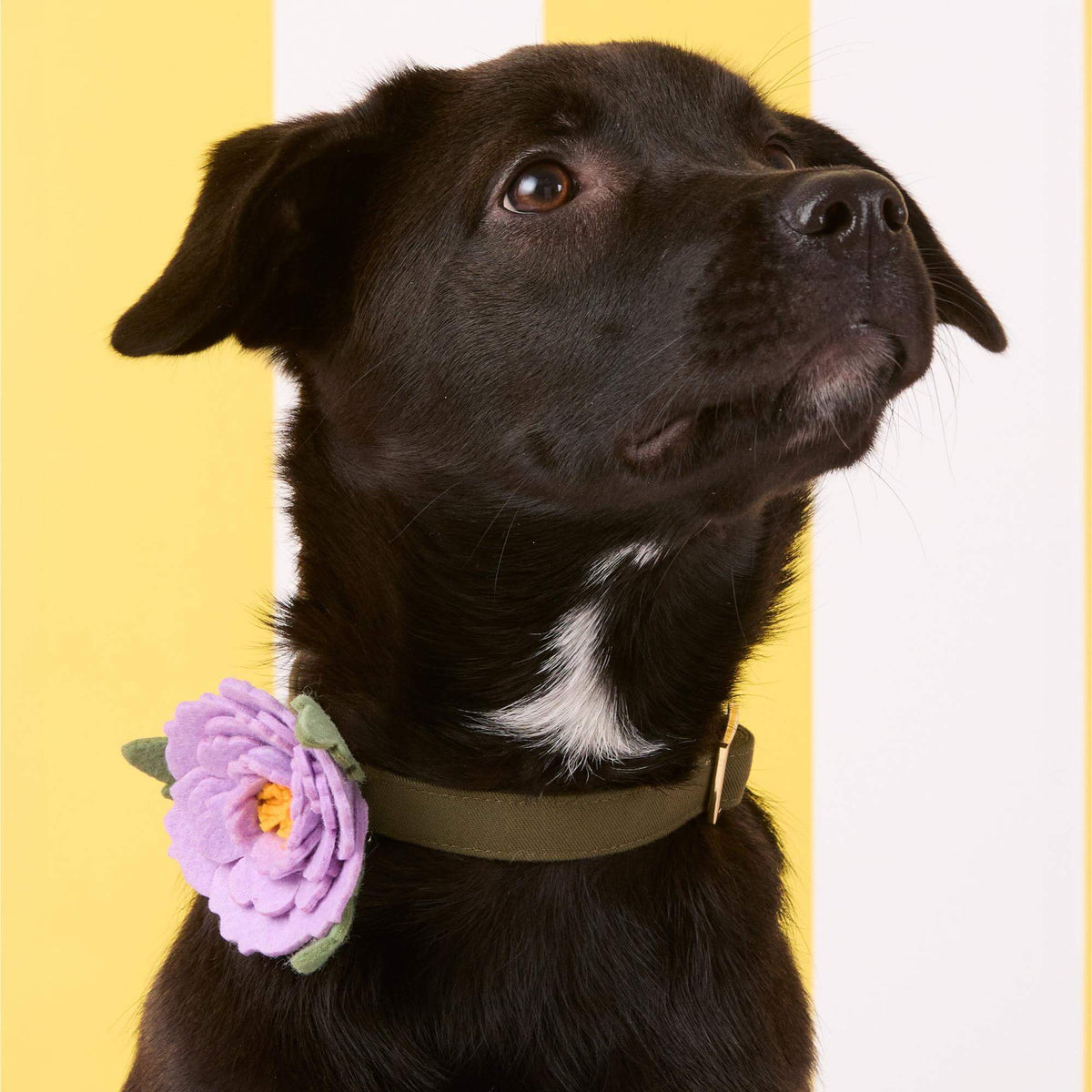 Lilac Peony Dog Collar Flower Set from The Foggy Dog