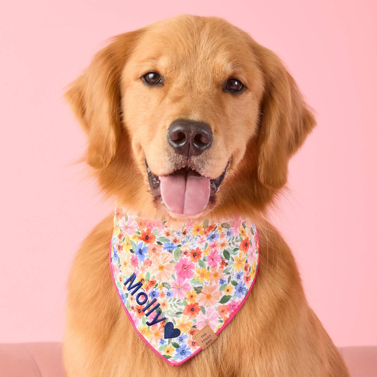 #Modeled by Blitz (55lbs) in Large