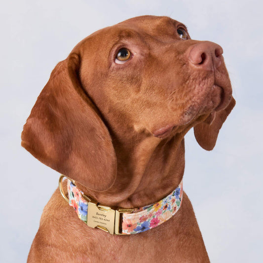 Margaux Dog Collar view 2