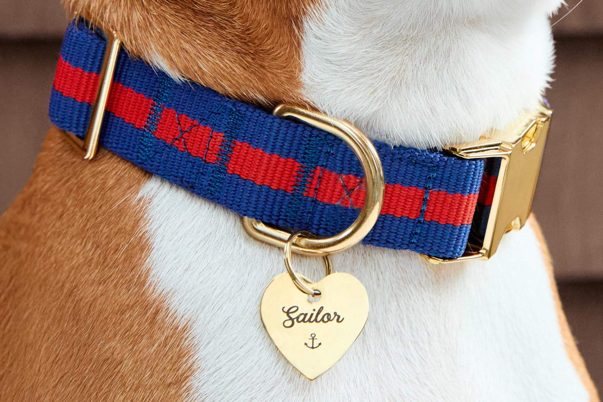 5 Reasons to Love Our Webbing Dog Collars