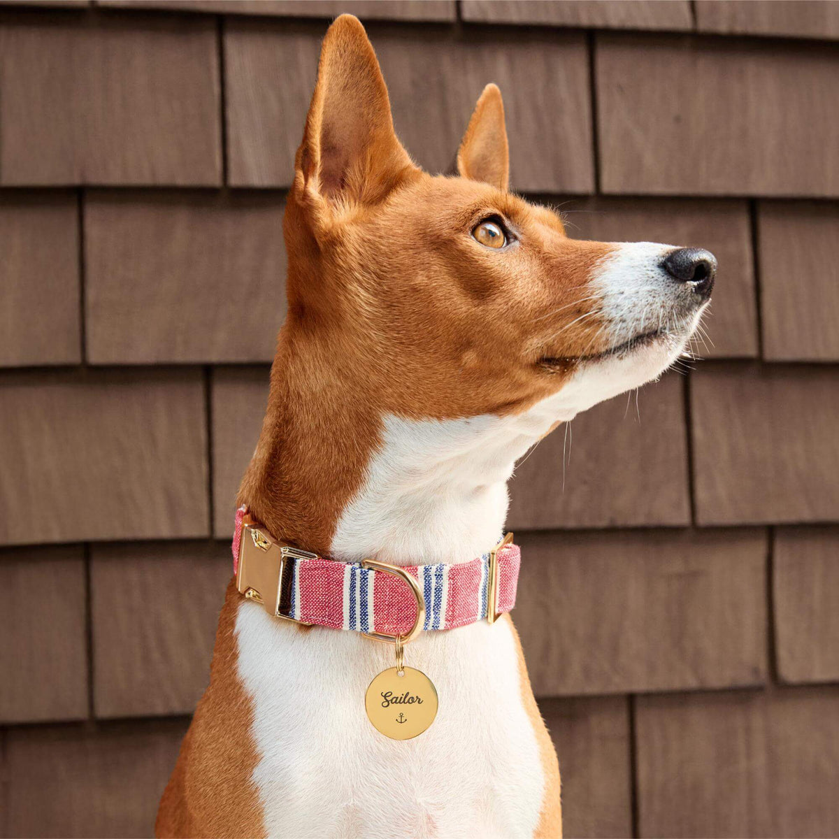 #Modeled by Ricky (27lbs) in Medium