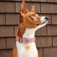#Modeled by Ricky (27lbs) in Medium