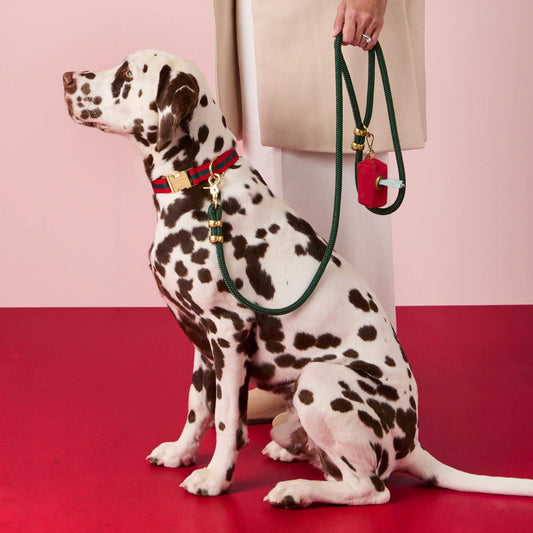 Noel Striped Webbing Collar Walk Set view 2