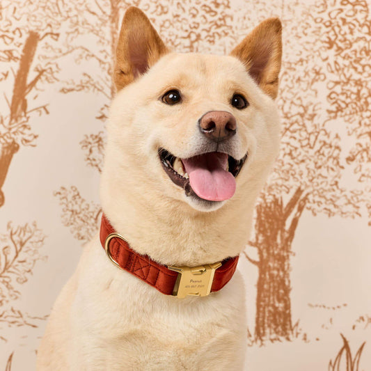 Nutmeg Velvet Dog Collar view 2