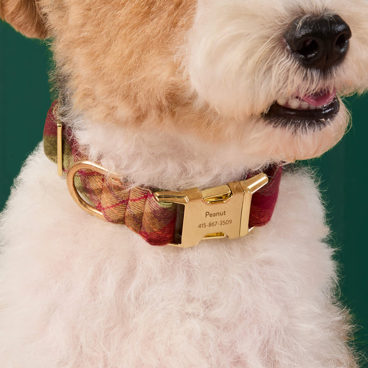 #Modeled by Sesame (25lbs) in Medium