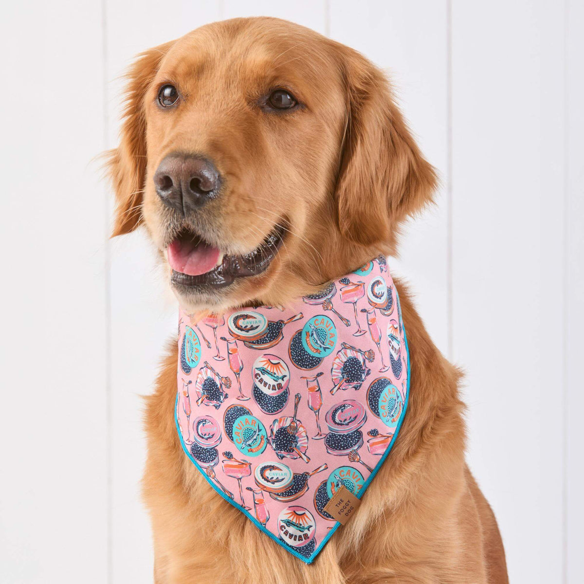 #Modeled by Aura (65lbs) in Large
