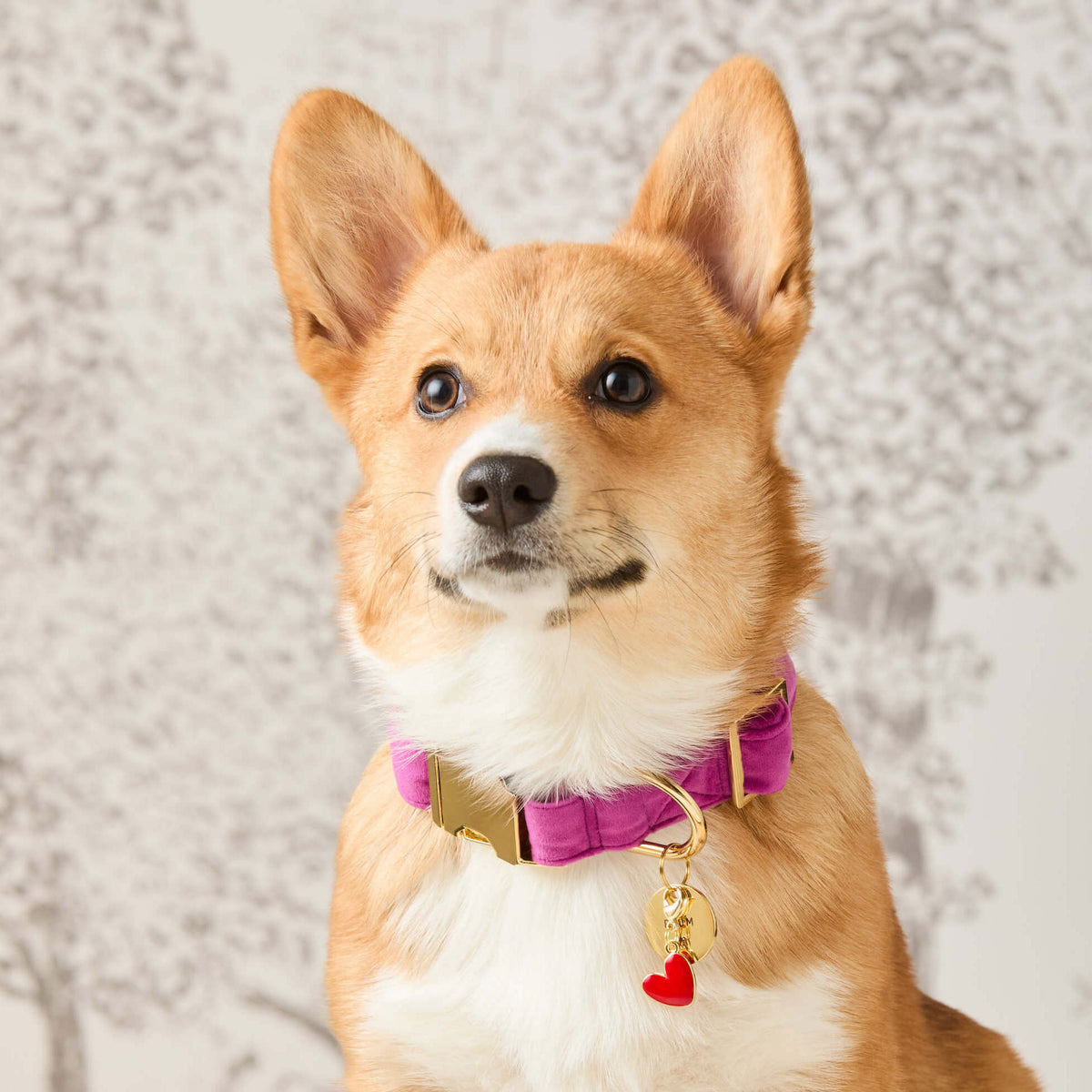#Modeled by Foxy (15lbs) in Small