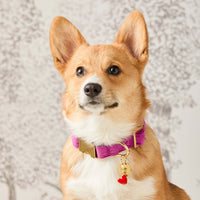 #Modeled by Foxy (15lbs) in Small