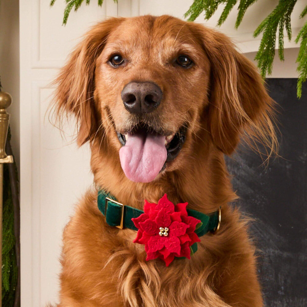 #Modeled by Goose (75lbs) in Large
