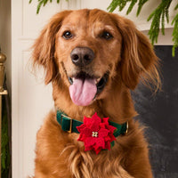 #Modeled by Goose (75lbs) in Large