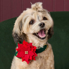#Modeled by Ellie (9lbs) in Small