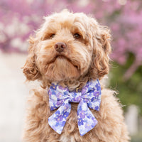 #Modeled by Ruby. (22lbs) in a Medium collar and Large lady bow