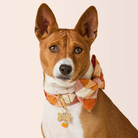 #Modeled by Ricky (25lbs) in a Large bow tie