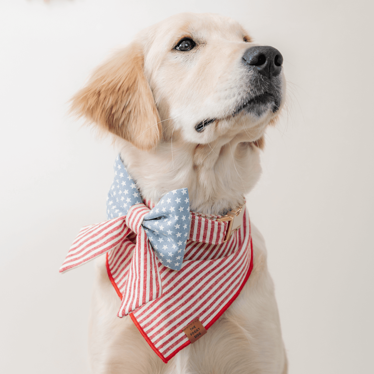 #Modeled by Indy (60lbs) in Large
