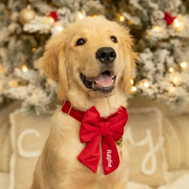 #Modeled by Ralphie (30lbs) in a Medium collar and Large lady bow