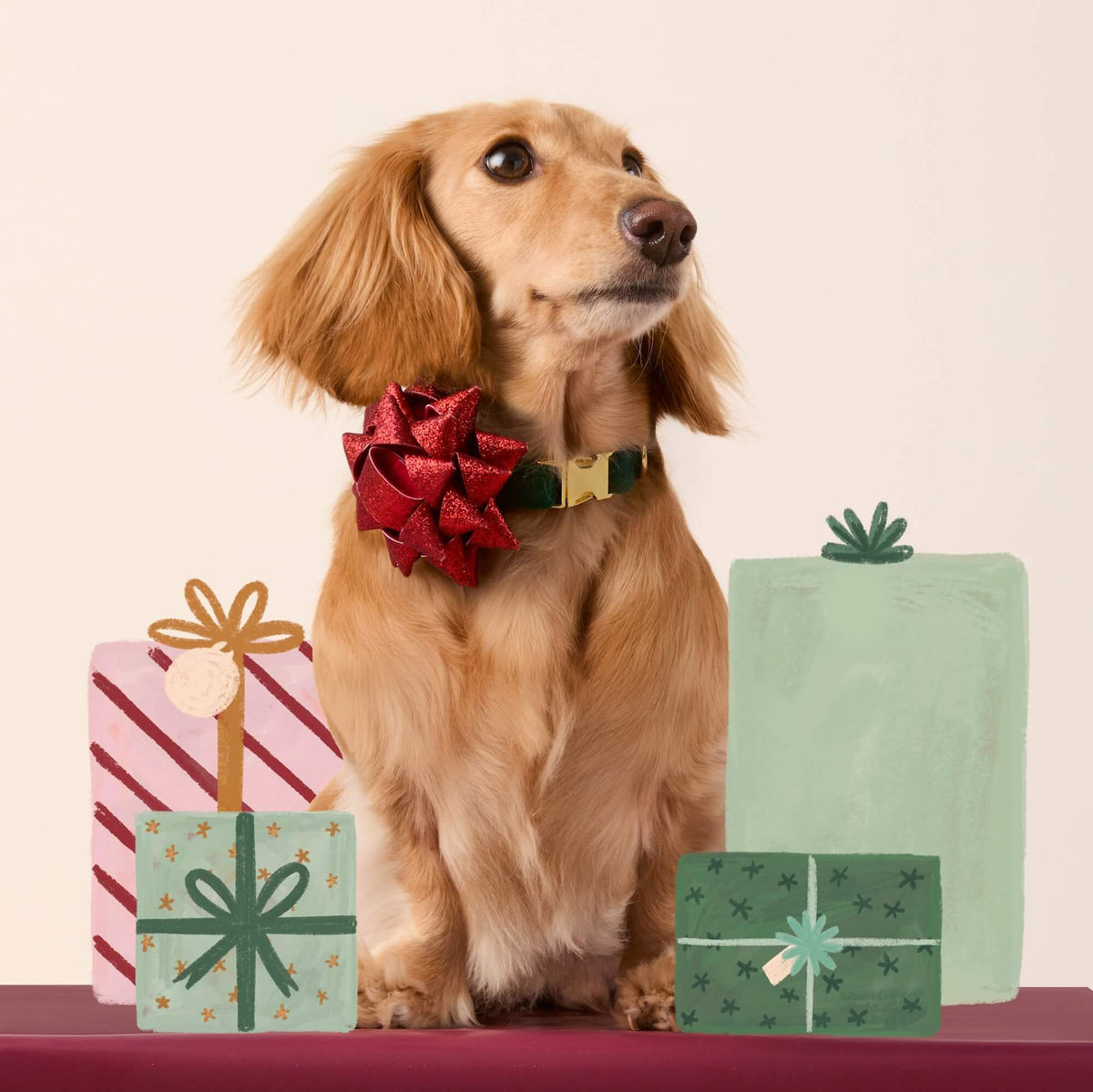 #Modeled by Charlie (12lbs) in a Small collar