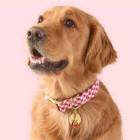 #Modeled by Aura (70lbs) in Large