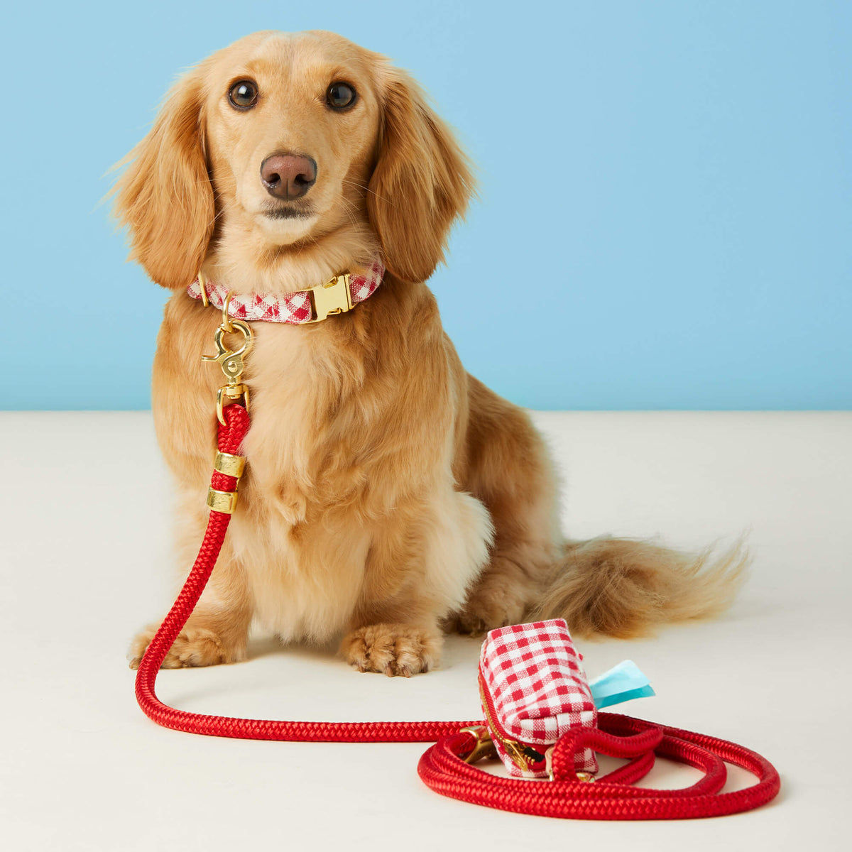 #Modeled by Charlie (10lbs) in a Small collar and Standard leash